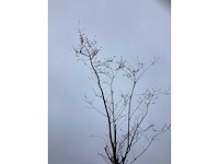 Japanse sierkers - sierboom - afbeelding 3 van  3