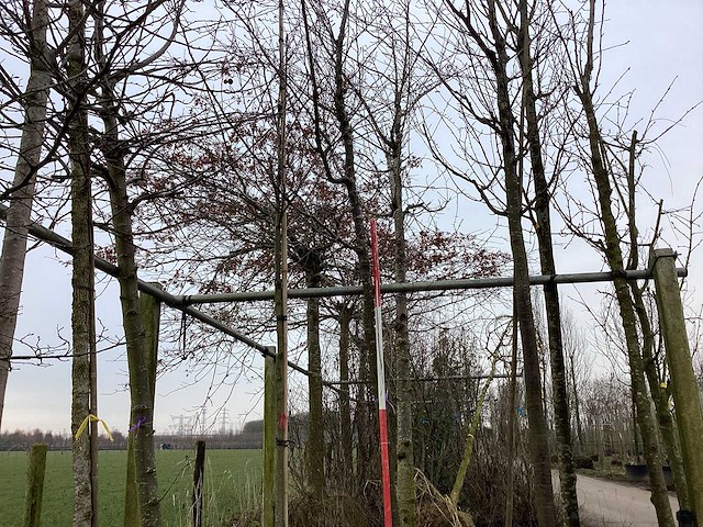 Japanse sierkers - sierboom - afbeelding 1 van  2