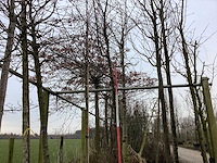 Japanse sierkers - sierboom