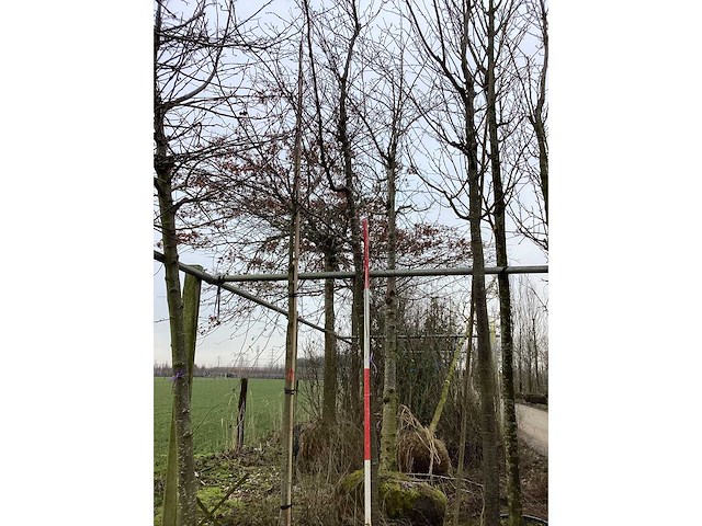 Japanse sierkers - sierboom - afbeelding 2 van  2