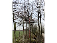 Japanse sierkers - sierboom - afbeelding 2 van  2