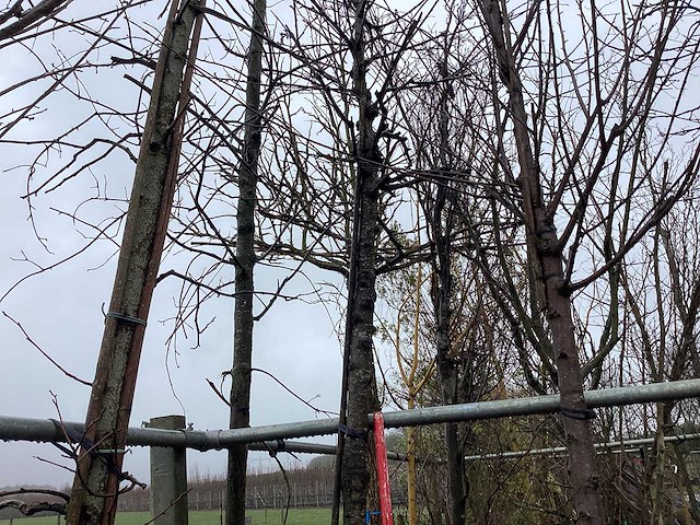 Japanse sierkers - sierboom - afbeelding 1 van  2