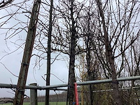 Japanse sierkers - sierboom - afbeelding 1 van  2