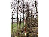 Japanse sierkers - sierboom - afbeelding 2 van  2