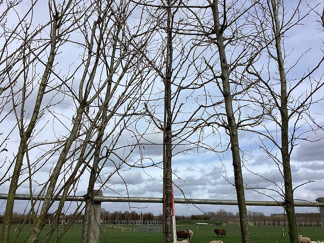 Japanse sierkers - sierboom - afbeelding 1 van  2