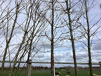 Japanse sierkers - sierboom - afbeelding 1 van  2