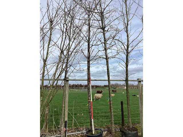 Japanse sierkers - sierboom - afbeelding 2 van  2