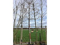 Japanse sierkers - sierboom - afbeelding 2 van  2