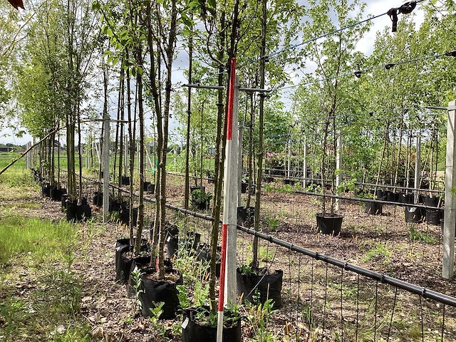Japanse sierkers - sierboom - afbeelding 1 van  2