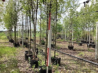 Japanse sierkers - sierboom - afbeelding 1 van  2