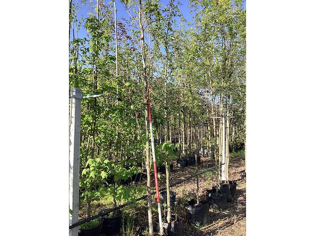 Japanse sierkers - sierboom - afbeelding 2 van  3