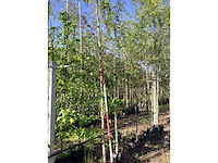 Japanse sierkers - sierboom - afbeelding 2 van  3