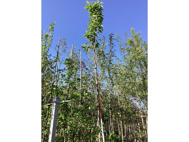 Japanse sierkers - sierboom - afbeelding 3 van  3