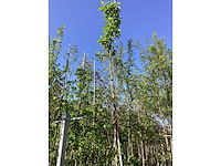 Japanse sierkers - sierboom - afbeelding 3 van  3
