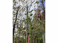 Japanse sierkers - sierboom