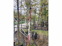 Japanse sierkers - sierboom - afbeelding 2 van  2