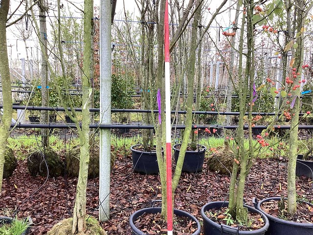 Japanse sierkers - vormboom (2x) - afbeelding 1 van  2