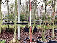 Japanse sierkers - vormboom (2x) - afbeelding 1 van  2