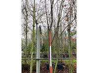 Japanse sierkers - vormboom (2x) - afbeelding 2 van  2