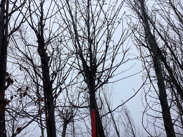 Japanse sierkers - vormboom - afbeelding 1 van  3