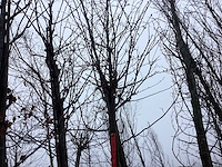 Japanse sierkers - vormboom - afbeelding 1 van  3