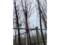 Japanse sierkers - vormboom - afbeelding 2 van  3