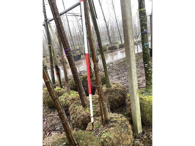 Japanse sierkers - vormboom - afbeelding 3 van  3