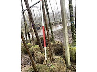 Japanse sierkers - vormboom - afbeelding 3 van  3