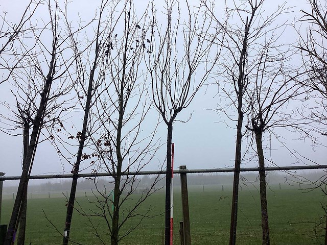 Japanse sierkers - vormboom - afbeelding 1 van  2