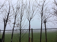 Japanse sierkers - vormboom - afbeelding 1 van  2