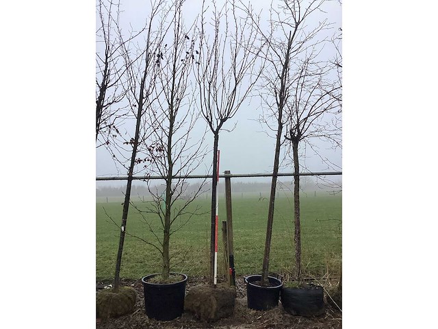 Japanse sierkers - vormboom - afbeelding 2 van  2