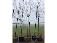 Japanse sierkers - vormboom - afbeelding 2 van  2