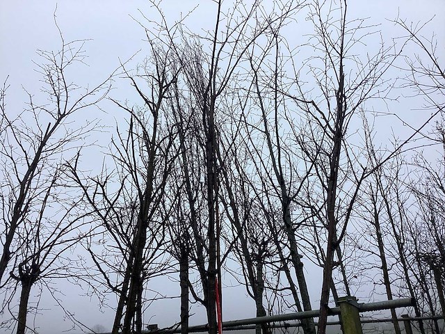 Japanse sierkers - vormboom - afbeelding 1 van  3