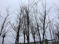 Japanse sierkers - vormboom - afbeelding 1 van  3