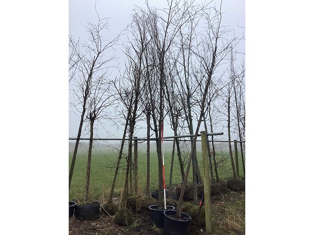 Japanse sierkers - vormboom - afbeelding 2 van  3