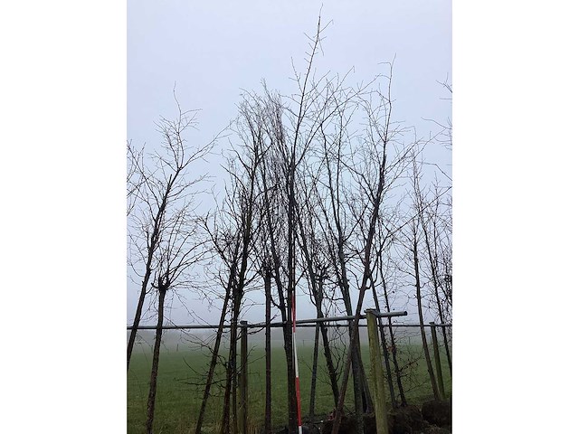 Japanse sierkers - vormboom - afbeelding 3 van  3