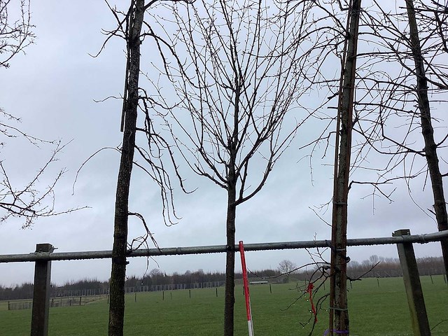 Japanse sierkers - vormboom - afbeelding 1 van  3