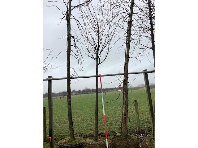 Japanse sierkers - vormboom - afbeelding 2 van  3