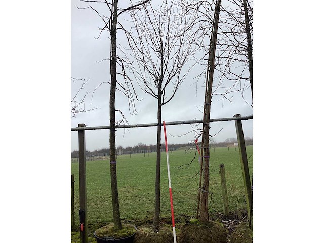 Japanse sierkers - vormboom - afbeelding 3 van  3