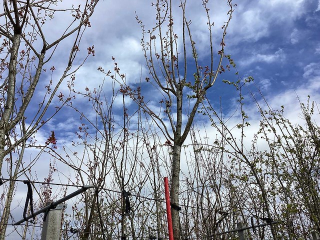 Japanse sierkers - vormboom - afbeelding 1 van  2