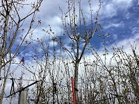 Japanse sierkers - vormboom - afbeelding 1 van  2