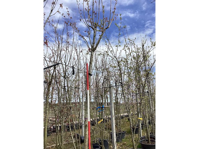 Japanse sierkers - vormboom - afbeelding 2 van  2