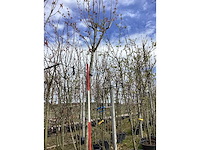 Japanse sierkers - vormboom - afbeelding 2 van  2