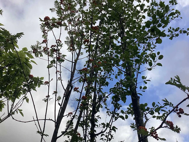 Japanse sierkers - vrucht- / fruitboom - afbeelding 2 van  2