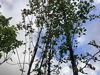 Japanse sierkers - vrucht- / fruitboom