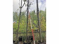Japanse sierkers - vrucht- / fruitboom - afbeelding 1 van  2