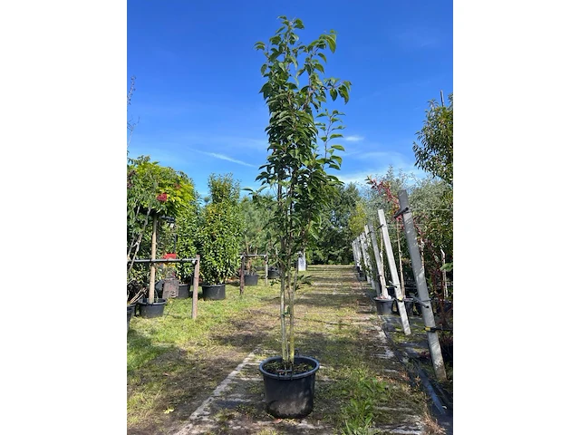 Japanse sierkers, prunus 'amanogawa', meerstammig, roze bloei, ca. 250-300 cm hoog - afbeelding 1 van  2
