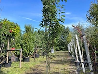 Japanse sierkers, prunus 'amanogawa', meerstammig, roze bloei, ca. 250-300 cm hoog