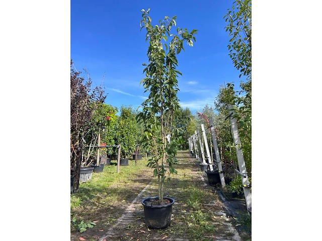 Japanse sierkers, prunus 'amanogawa', meerstammig, roze bloei, ca. 250-300 cm hoog - afbeelding 1 van  2
