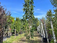 Japanse sierkers, prunus 'amanogawa', meerstammig, roze bloei, ca. 250-300 cm hoog